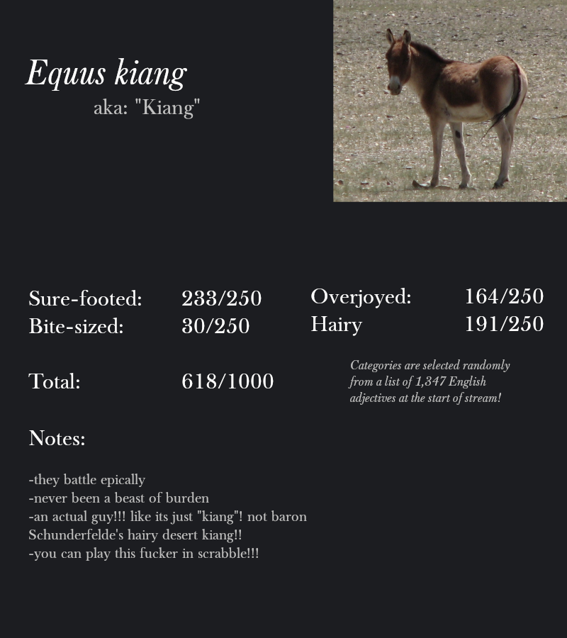 Equus kiang